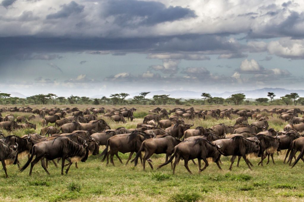 30 Days East African Safari