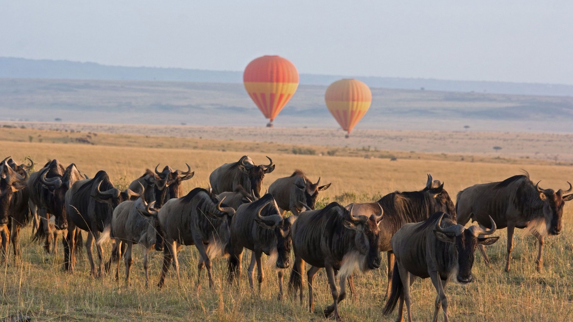Hot air balloon safari over the Masai Mara Kenya