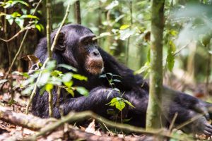 Adventure Safaris in Uganda