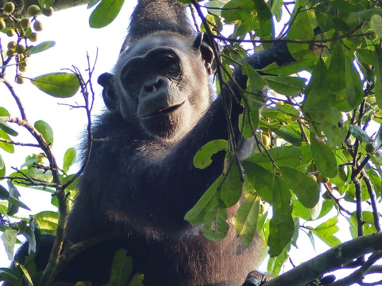 CHEX in Kibale Forest
