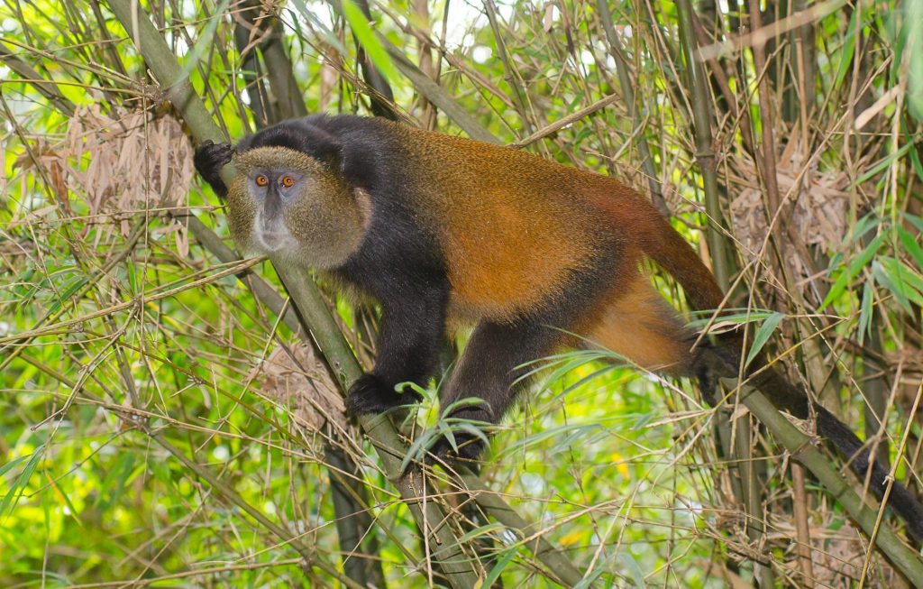 8 Days  Kenya and Rwanda Gorilla trekking safari
