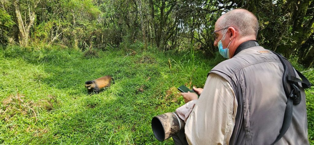 Golden monkey trekking in Mgahinga