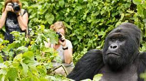 Rwanda gorilla Naming safaris