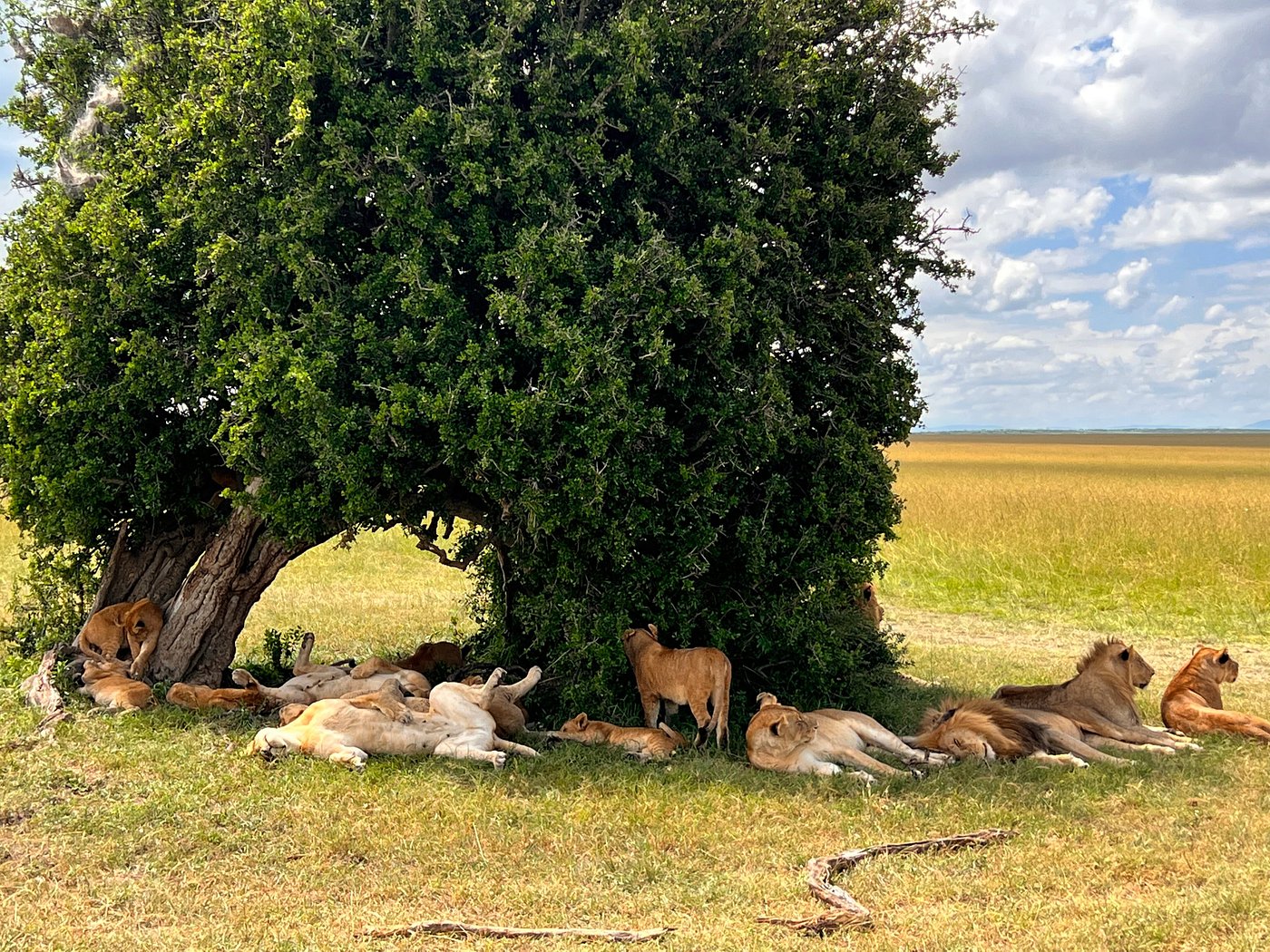 Game viewing in Masai Mara National Park Kenya