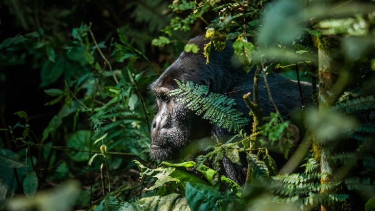 Vip gorilla safaris in Rwanda