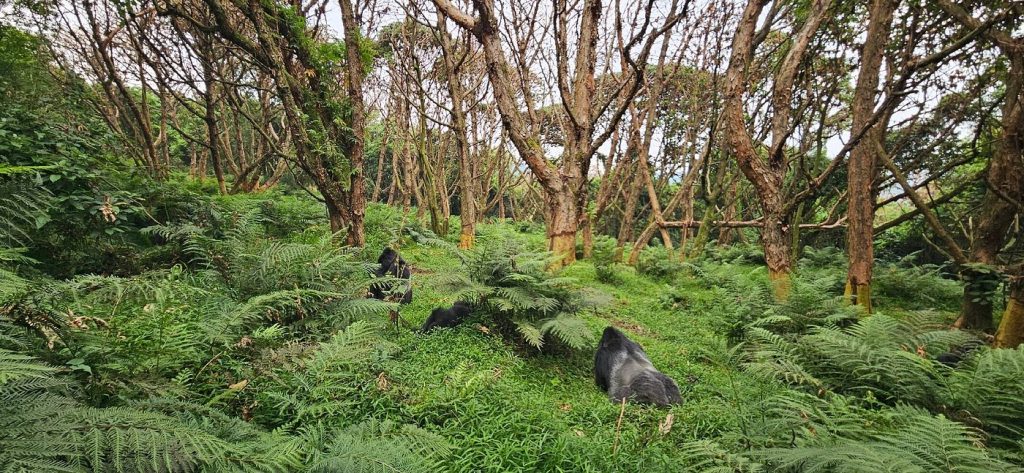 golden monkey trekking in Mgahinga Gorilla park