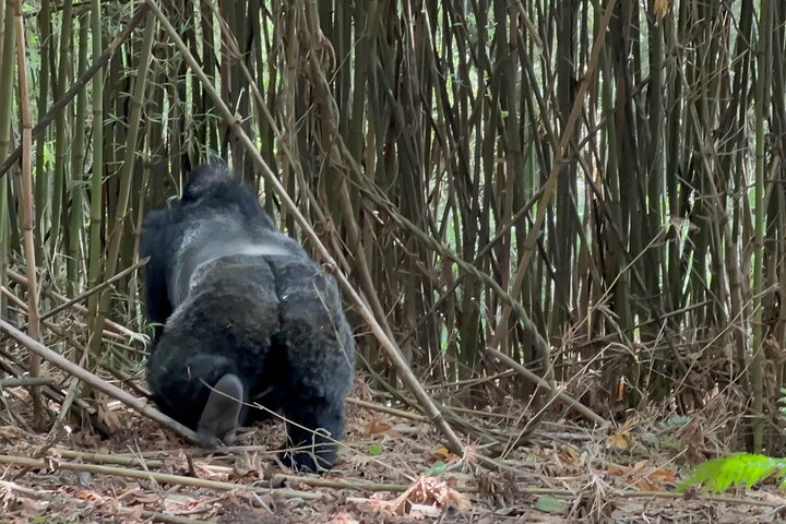 Gorilla sectors in Bwindi Forest National park