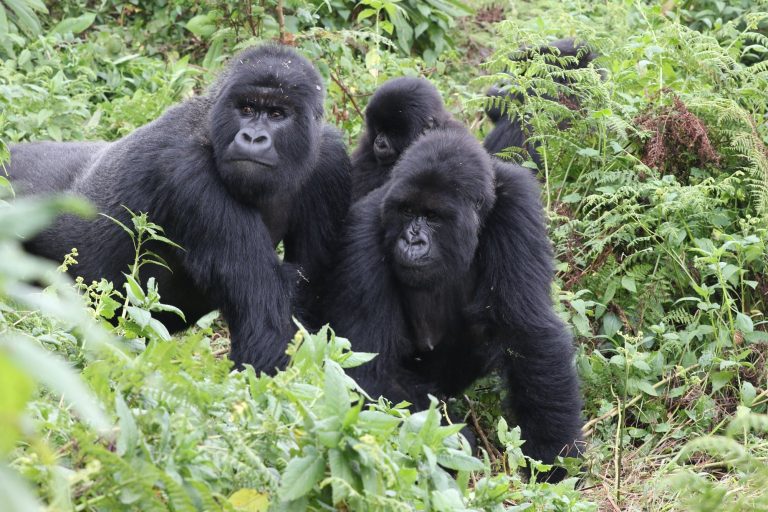 Rwanda Uganda gorilla trekking