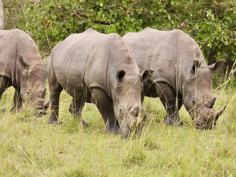 Rhino Tracking at Ziwa in Uganda