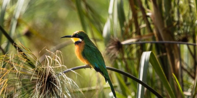 Birding Tours at Lake Bunyonyi