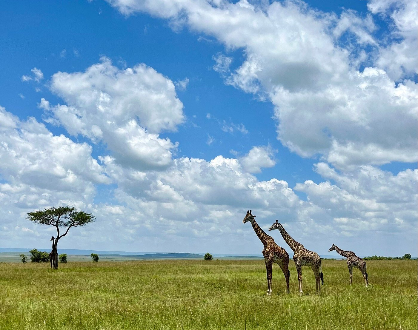 Wildlife in Masai Mara National Park