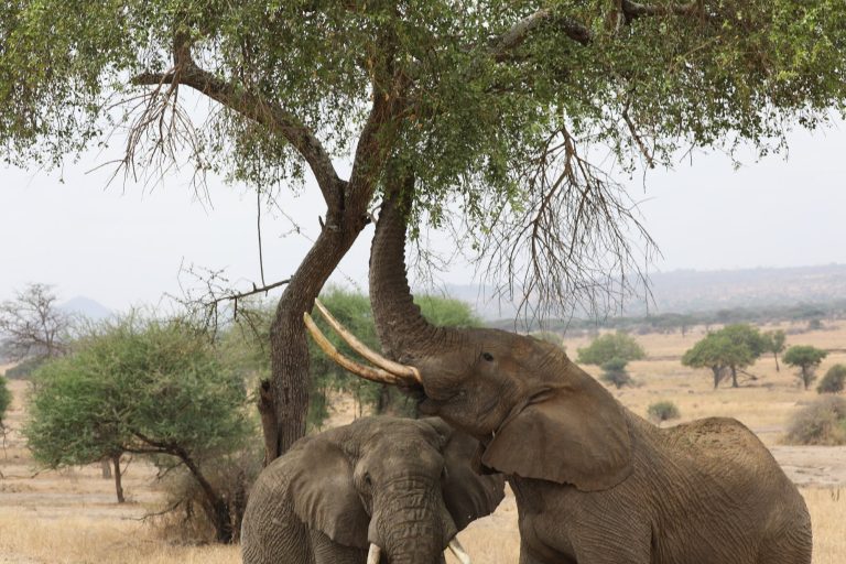 Top 5 Travel destinations in Tanzania