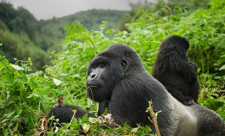 Cost of gorilla trekking