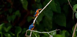 Birding Tours in Bwindi Forest