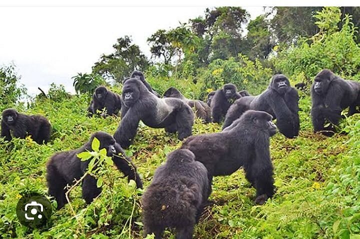 What to expect on gorilla safari