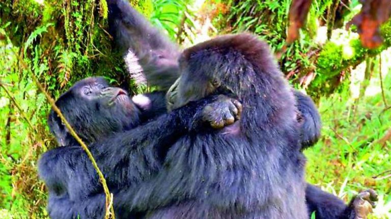 Same sex behaviors in Gorillas