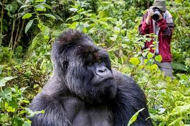 Gorilla trekking guide