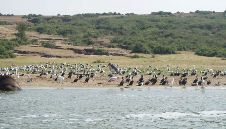 Safaris at Kazinga channel