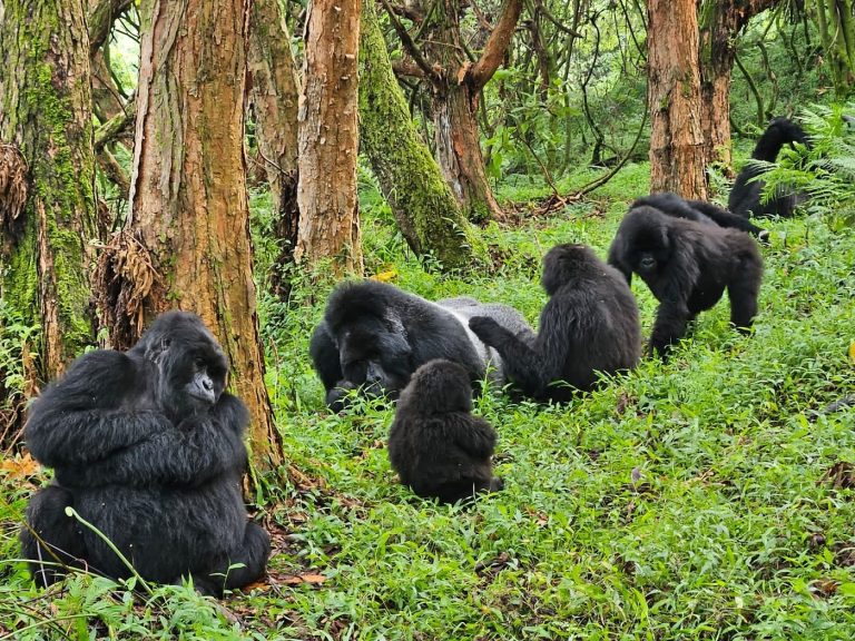Where is Gorilla Trekking Done in Uganda