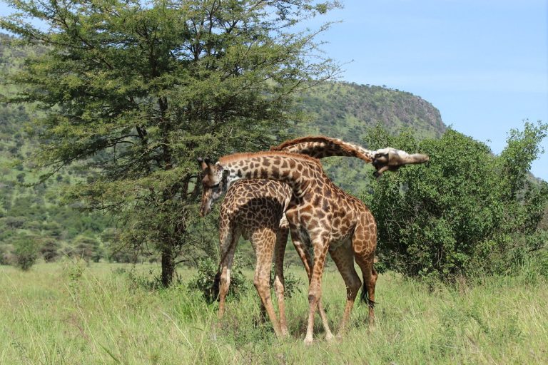 Wildlife in Serengeti national park