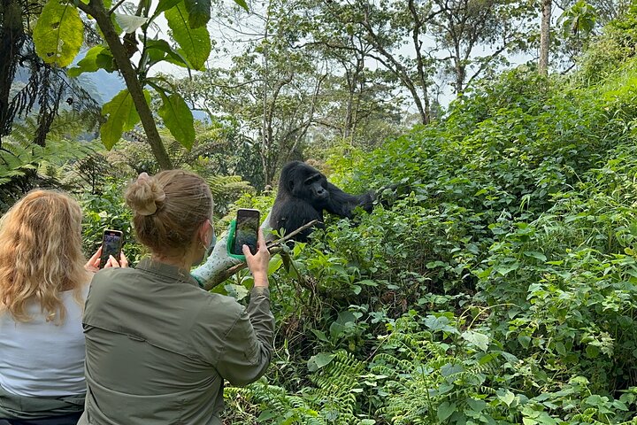 What does gorilla trekking mean?