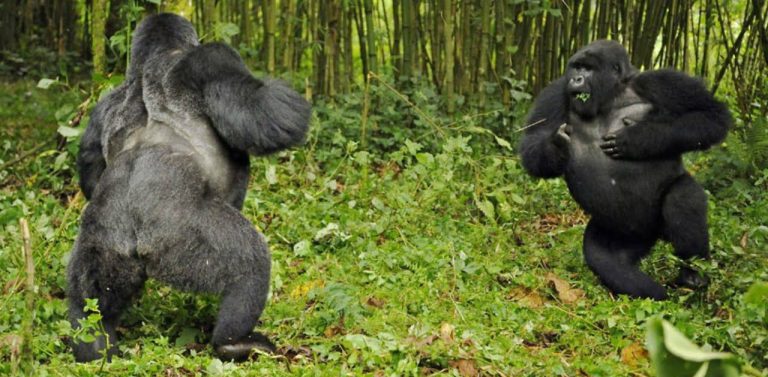 Gorilla trekking safety tips