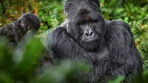 Gorilla families in Rushaga sector