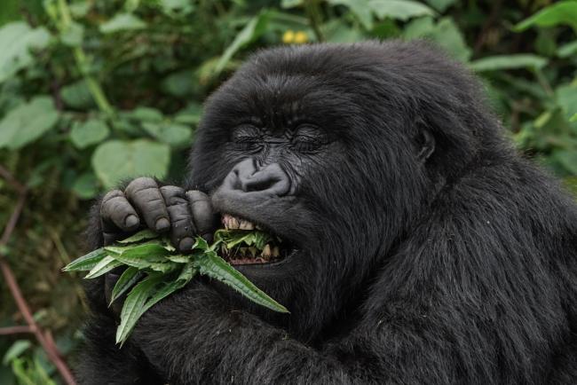 What do Gorillas Eat
