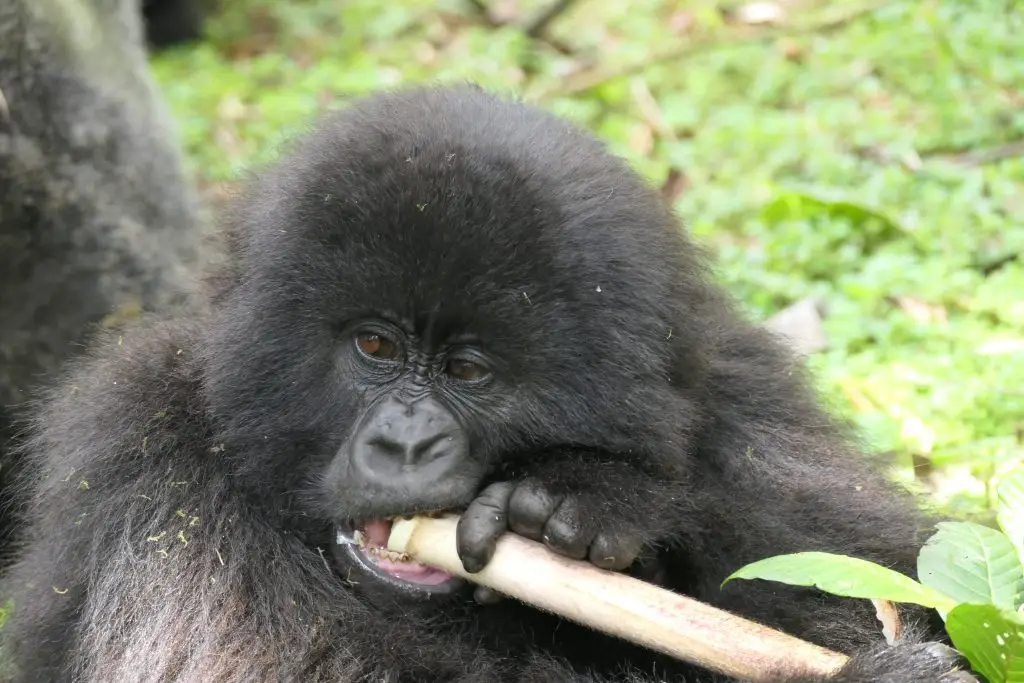 What Do Gorillas Eat