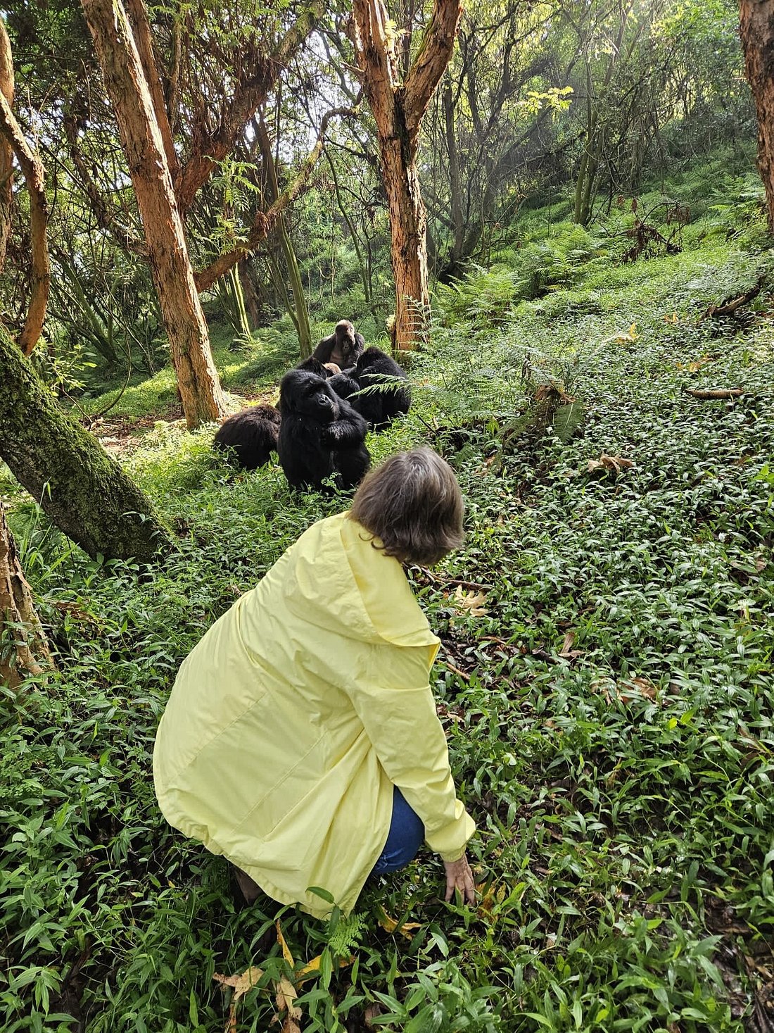 Gorilla trekking in Mgahinga