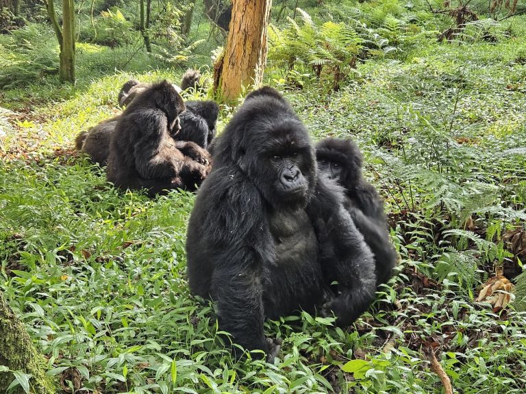 Nyakagyezi Gorilla trekking