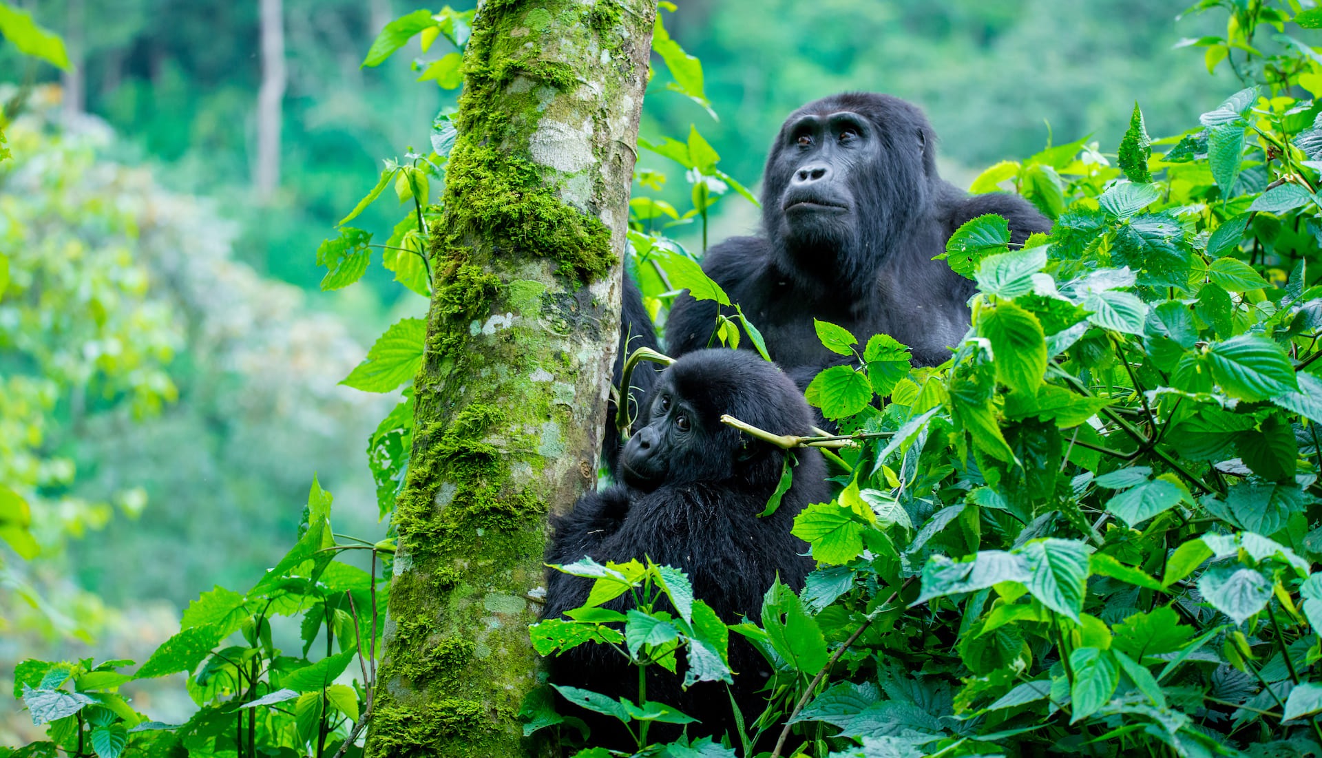 Low season gorilla trekking in Uganda and Rwanda