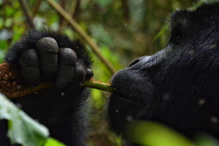 FAQs About Gorilla Trekking in December