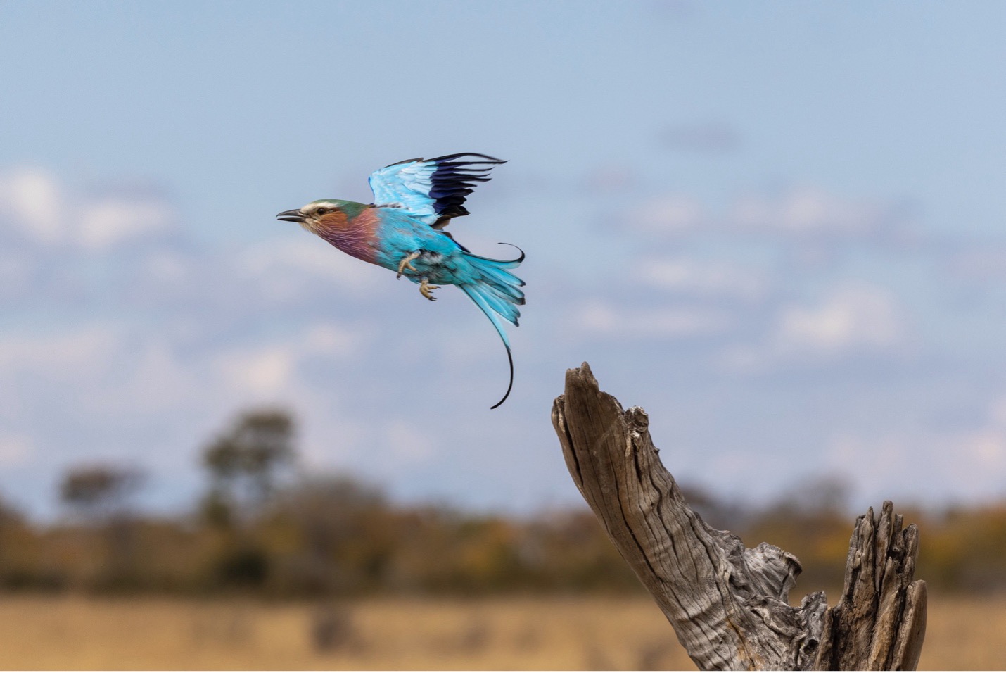 Birding safaris in Kenya