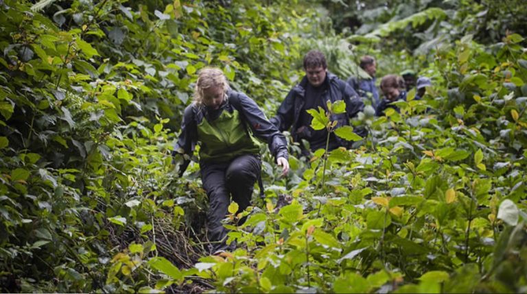 Gorilla trekking in wet season