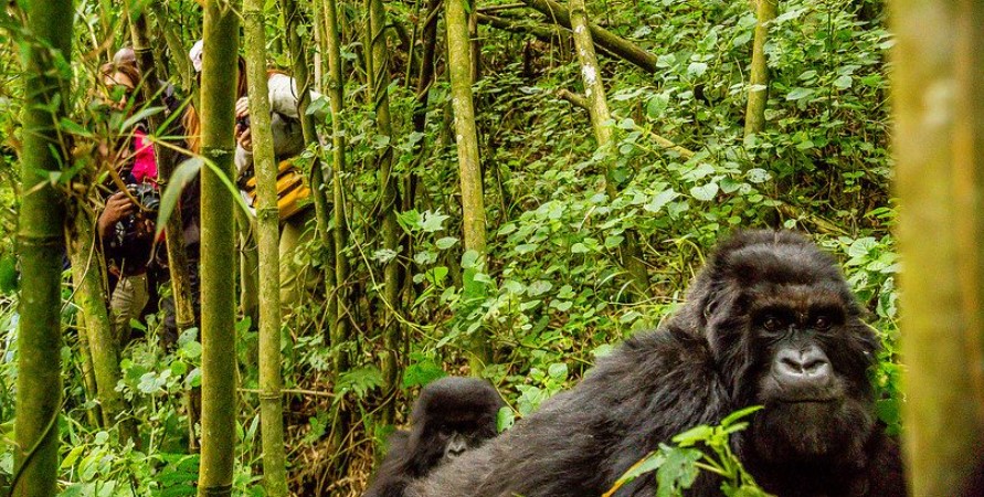 Gorilla trekking in low season