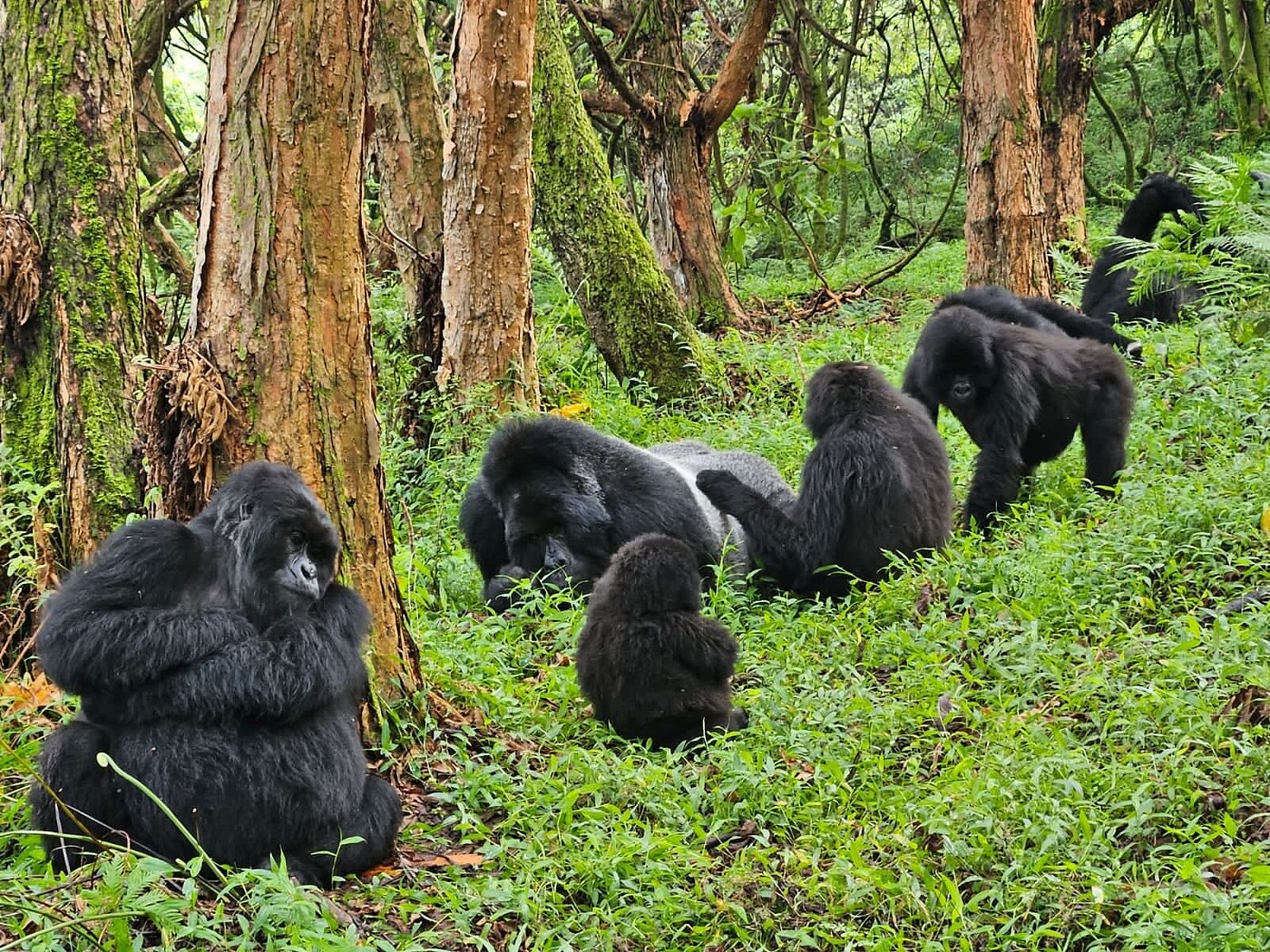 Gorilla trekking in Mgahinga Gorilla National Park