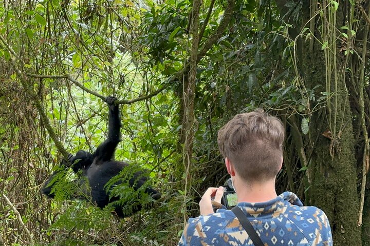What happens if you fail to see gorillas?
