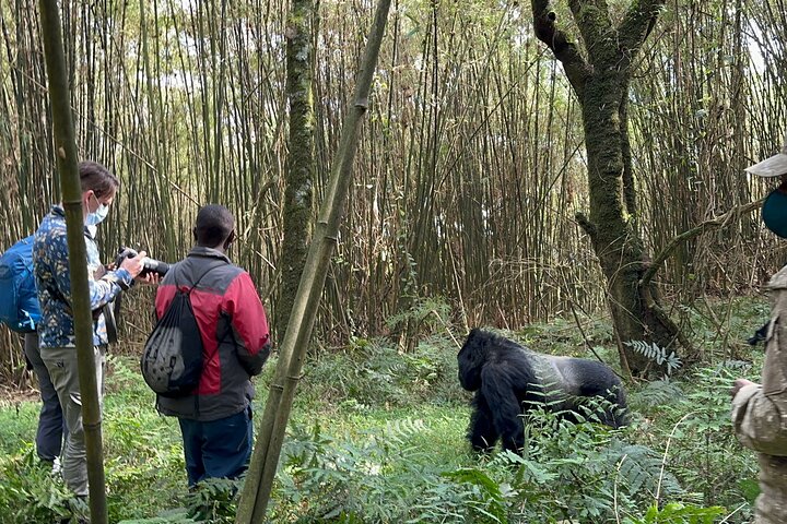 Chances of seeing gorillas in Uganda and Rwanda
