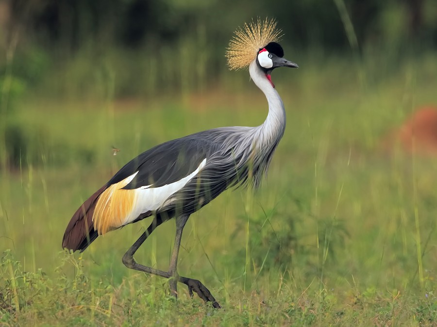 8 Days Birding in Rwanda