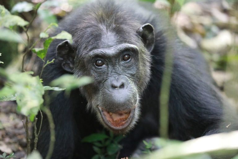 Over 426 chimpanzees confirmed in Bwindi Forest Park