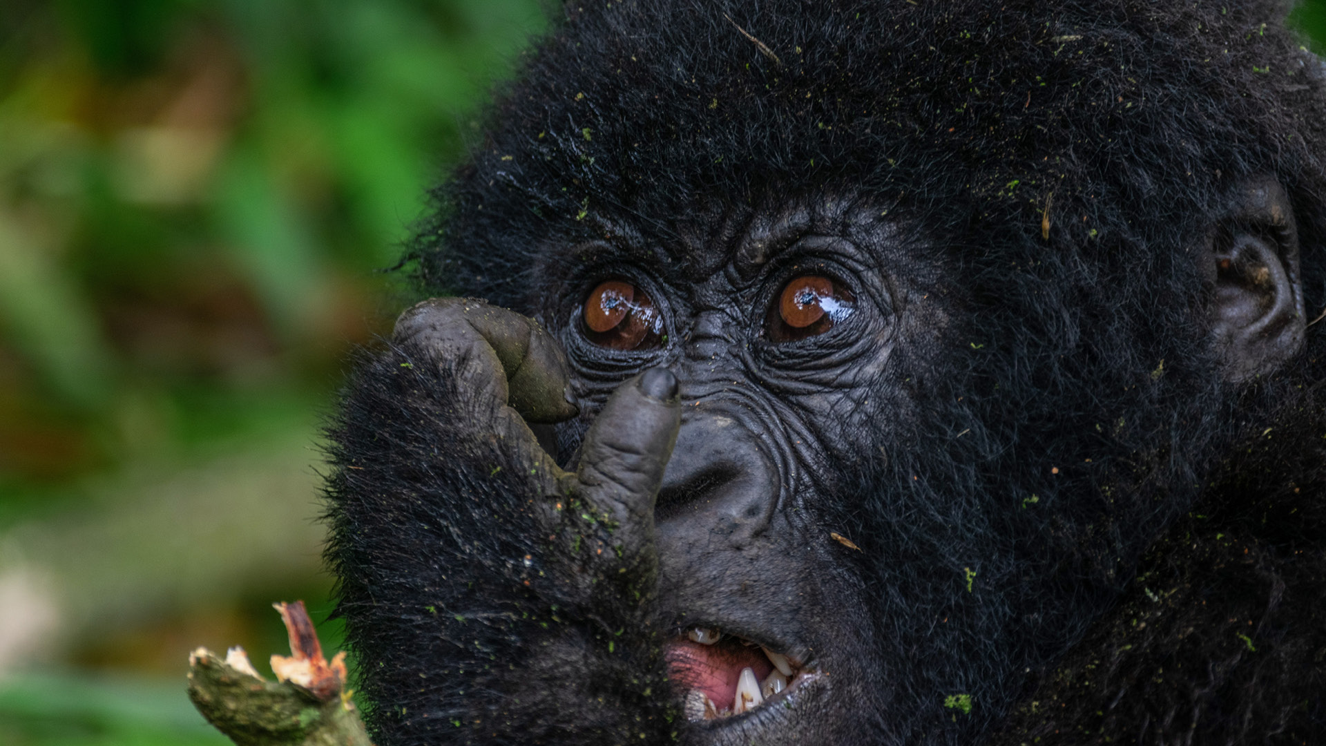Uganda gorilla safaris