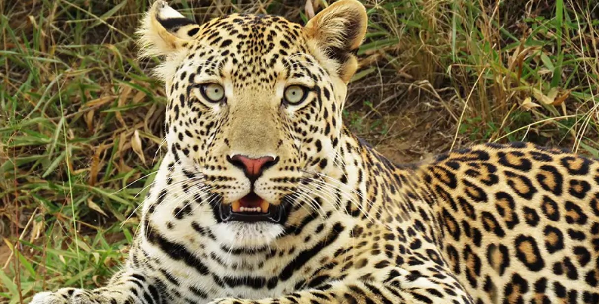 Big 5 Tours in Uganda