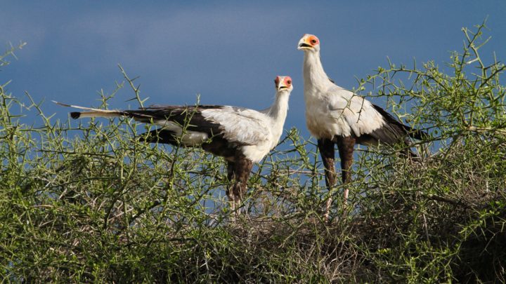 Birds in Serengeti National Park
