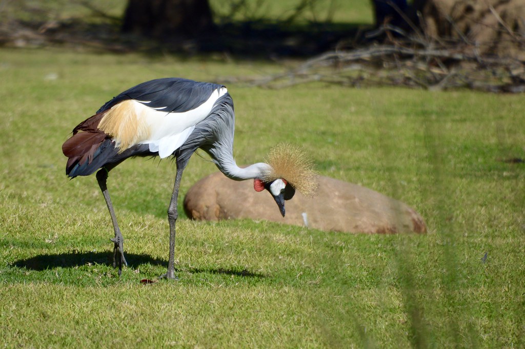Grey crowned crane