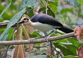 Birding in Murchison Falls National Park — 451 Species Complete Guide