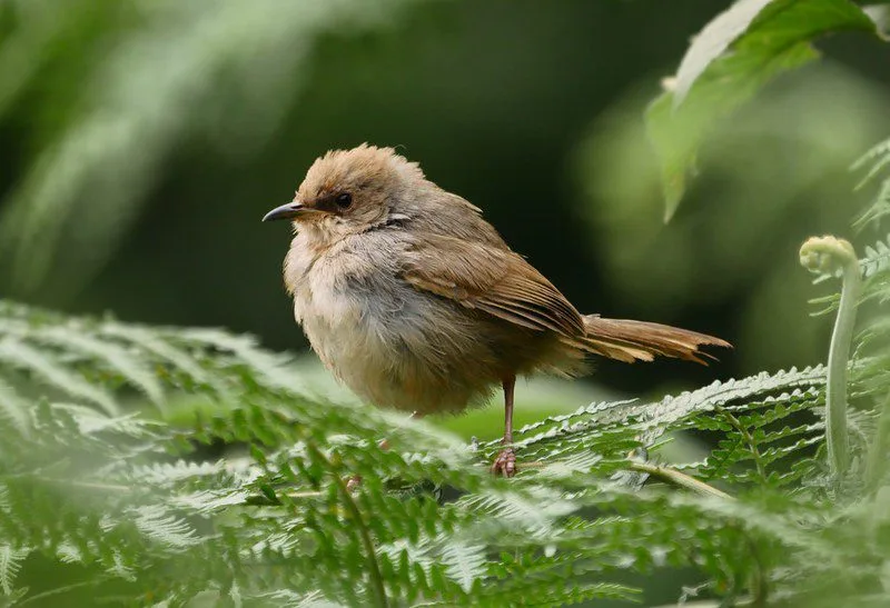 Gorilla trekking addons in Ruhija