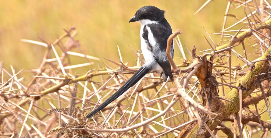  Bird Species in Serengeti