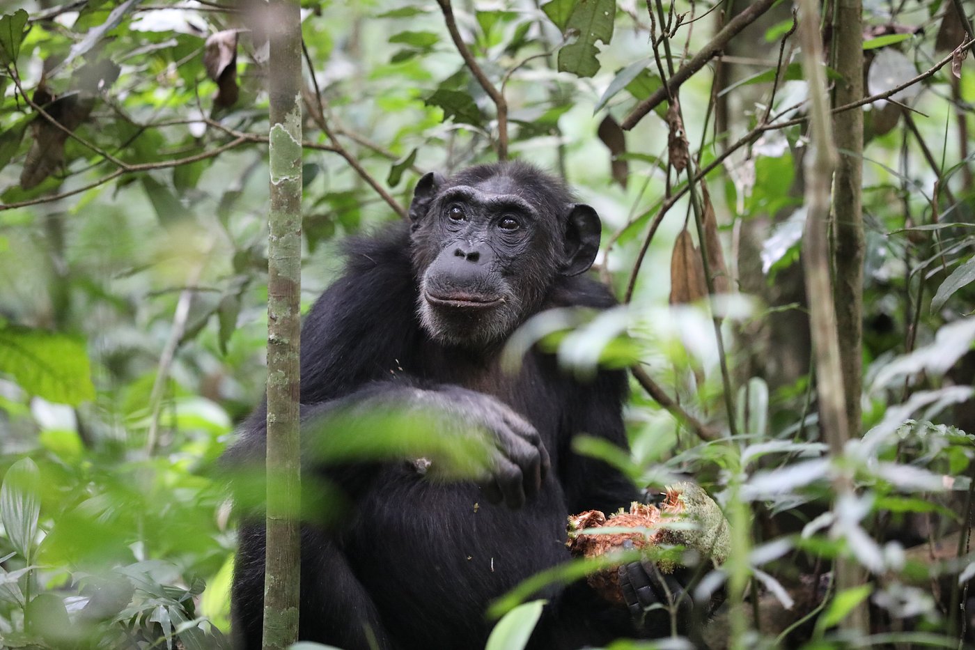 Over 426 chimpanzees in Bwindi Forest