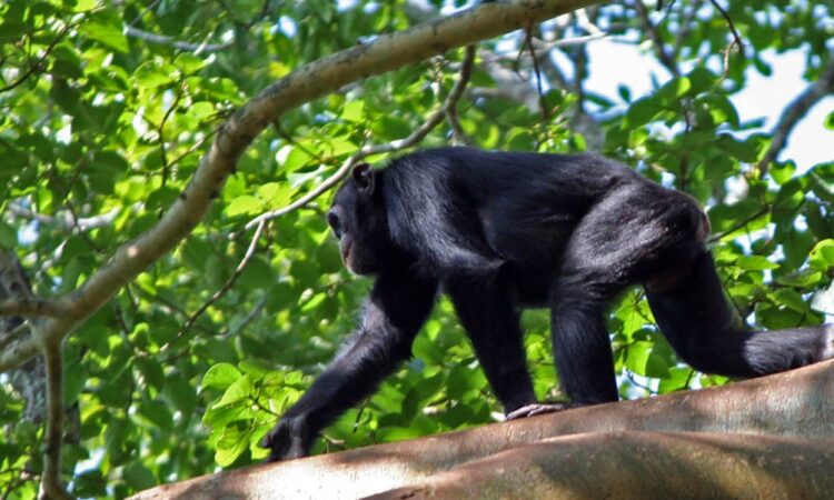 Wild animals in Murchison Falls National Park